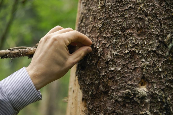 Puupäivä 3.11.2022